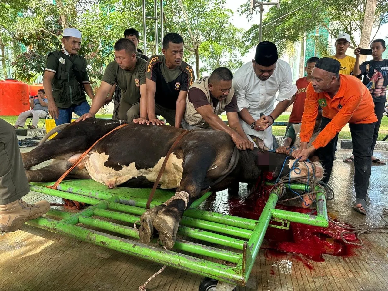 Wabup Kasmidi Sembelih Sapi Qurbannya Berbobot 900 Kg di Masjid Agung Al Faruq