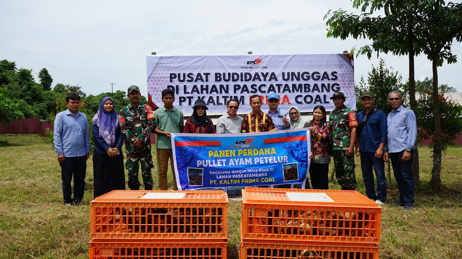 Panen Perdana 6.000 Ayam Pulet di Lahan Pasca Tambang, PT KPC Gandeng Asosiasi Peternak dan Pemkab Kutim 