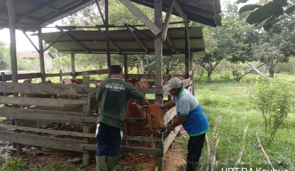 Sebanyak 150 Ekor Sapi di Kadungan Jaya dan Pengadan Baru Dicek Kesehatannya oleh DTPHP Kutim