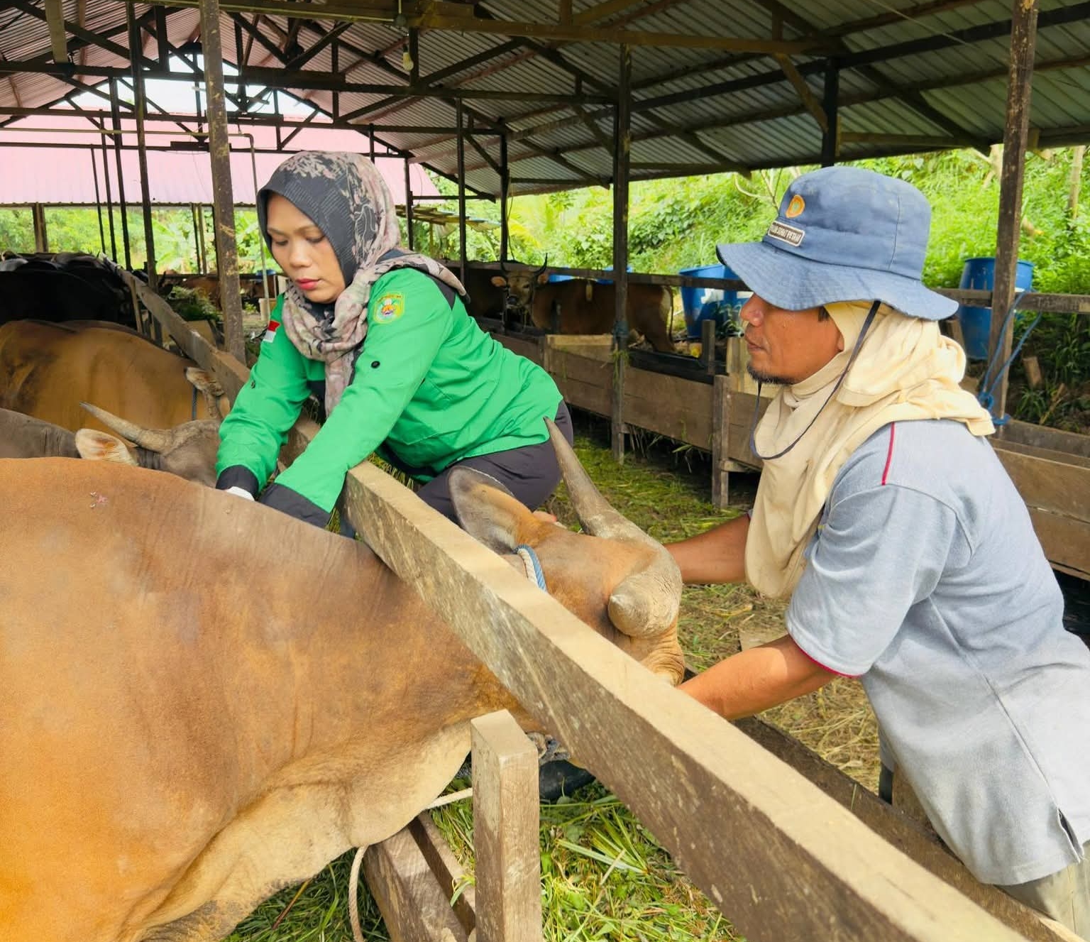 Bibit Ternak Masuk Kutim Wajib Biosecury