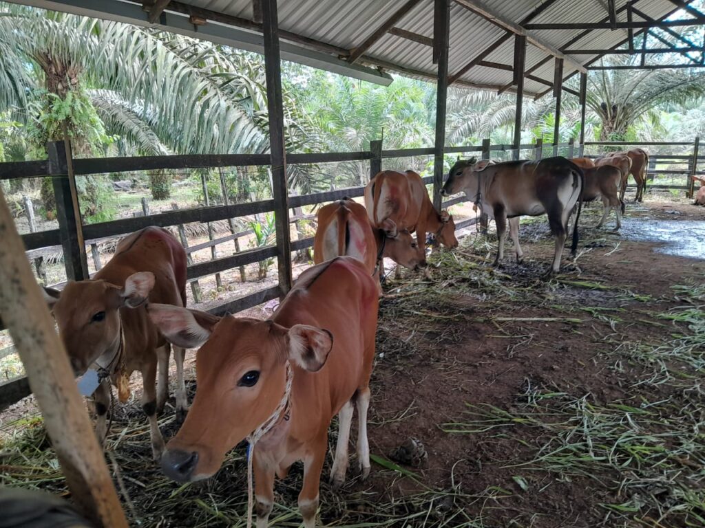 Kutim Dorong Swasembada Protein Hewani, Program Sikomandan Ditargetkan Hasilkan 100 Pedet